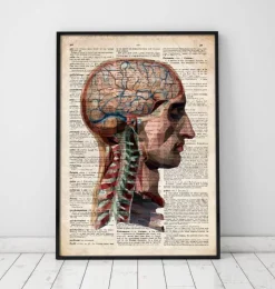Kopf und Gehirn Anatomie - Altes Wörterbuch | Codex Anatomicus Clearance