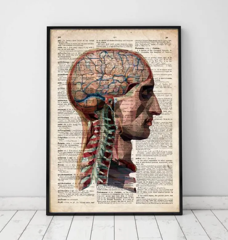 Kopf und Gehirn Anatomie - Altes Wörterbuch | Codex Anatomicus Clearance