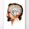 Kopf und Gehirn II - Geometrisch | Codex Anatomicus Outlet