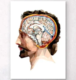 Kopf und Gehirn II - Geometrisch | Codex Anatomicus Outlet