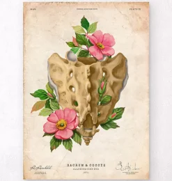 Kreuzbein und Steißbein - Floral - Vintage | Codex Anatomicus Hot
