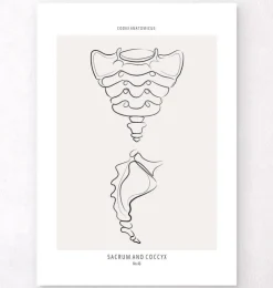 Kreuzbein und Steißbein - Line-Art | Codex Anatomicus Clearance