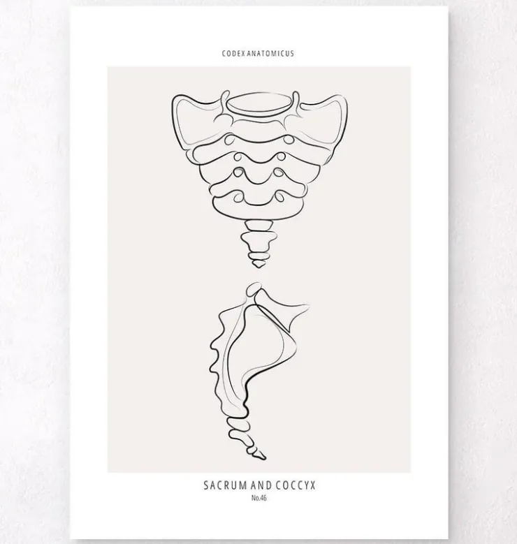Kreuzbein und Steißbein - Line-Art | Codex Anatomicus Clearance