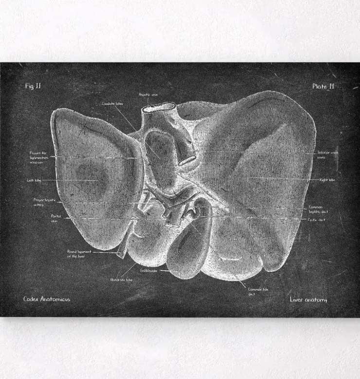 Leber Anatomie - Chalkboard | Codex Anatomicus Best