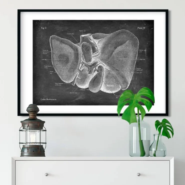 Leber Anatomie - Chalkboard | Codex Anatomicus Best