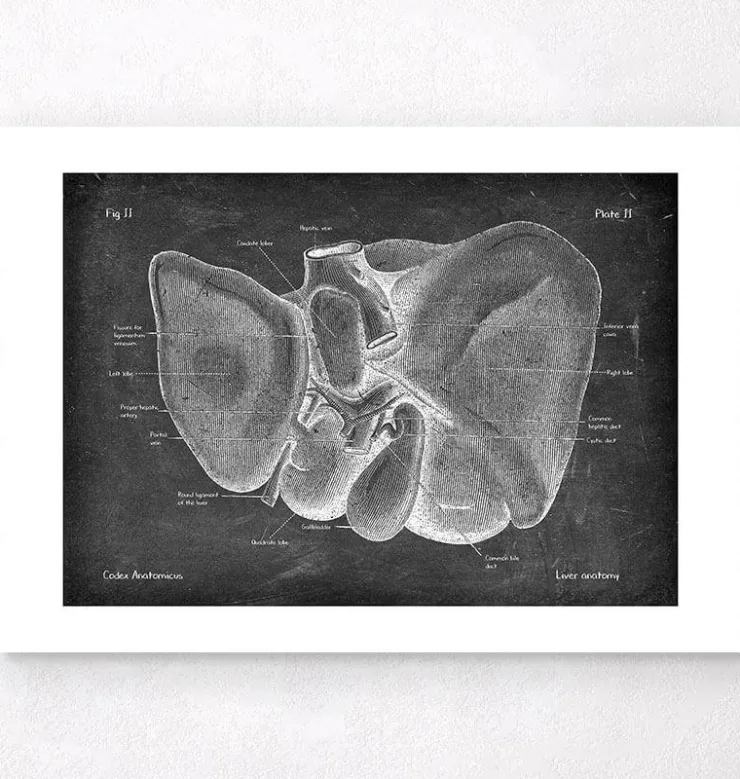 Leber Anatomie - Chalkboard | Codex Anatomicus Best