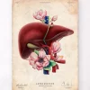 Leber Anatomie - Floral - Altes Papier | Codex Anatomicus Best