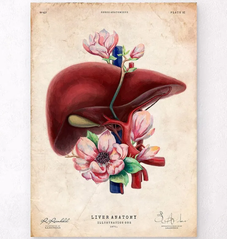 Leber Anatomie - Floral - Altes Papier | Codex Anatomicus Best