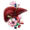 Leber Anatomie Aufkleber - Floral | Codex Anatomicus Discount