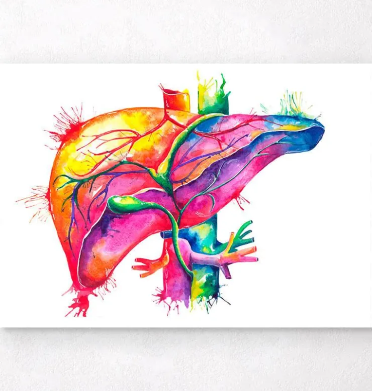 Leber Anatomie Kunst - Aquarell | Codex Anatomicus Sale