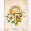Lendenwirbel Anatomie - Floral - Vintage | Codex Anatomicus Fashion