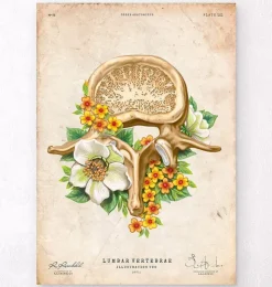 Lendenwirbel Anatomie - Floral - Vintage | Codex Anatomicus Fashion