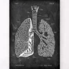 Lunge Anatomie - Chalkboard | Codex Anatomicus Best