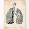 Lunge Anatomie - Vintage | Codex Anatomicus New