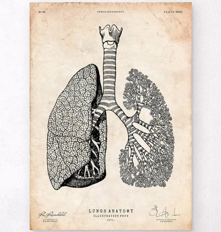 Lunge Anatomie - Vintage | Codex Anatomicus New
