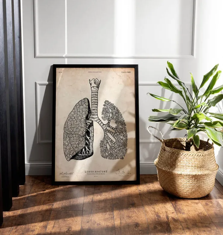 Lunge Anatomie - Vintage | Codex Anatomicus New