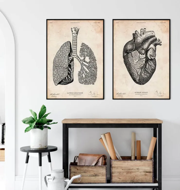 Lunge Anatomie - Vintage | Codex Anatomicus New