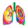 Lungen Anatomie Aufkleber - Aquarell | Codex Anatomicus Hot