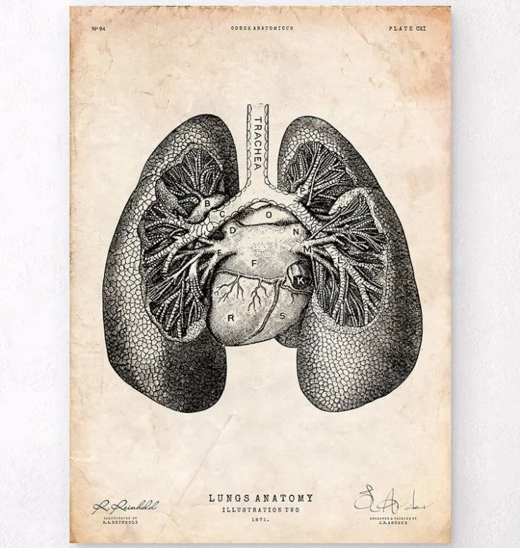 Lungen anatomie II | Codex Anatomicus Best