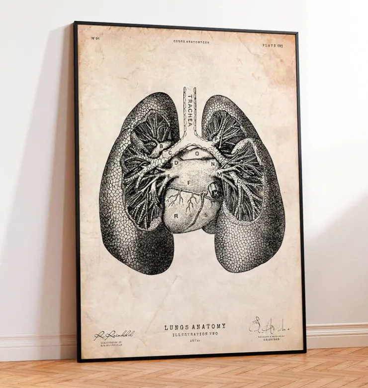 Lungen anatomie II | Codex Anatomicus Best