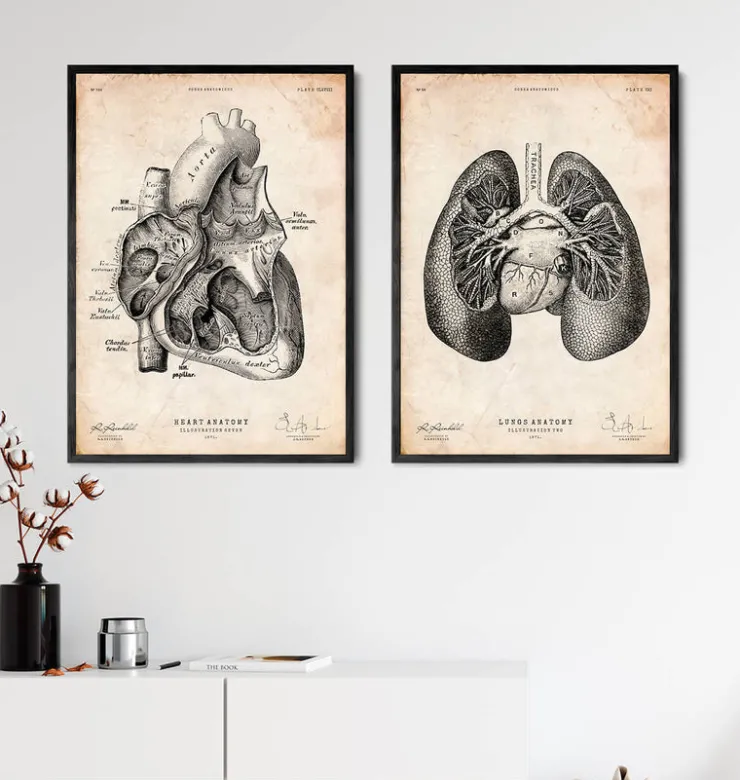 Lungen anatomie II | Codex Anatomicus Best