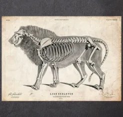 Löwen Anatomie | Codex Anatomicus Fashion