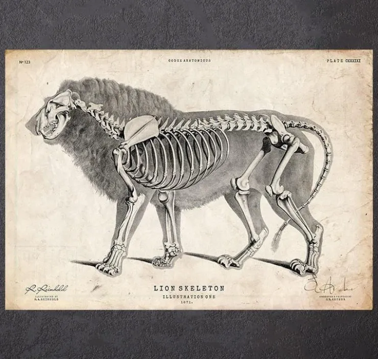 Löwen Anatomie | Codex Anatomicus Fashion