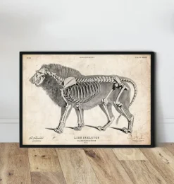 Löwen Anatomie | Codex Anatomicus Fashion