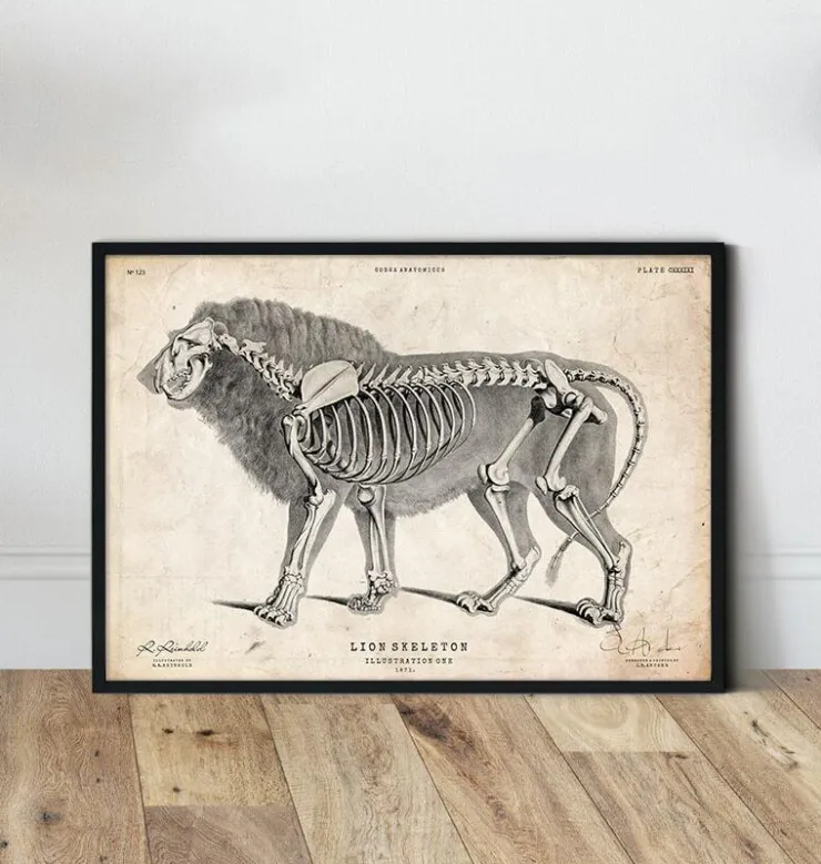 Löwen Anatomie | Codex Anatomicus Fashion
