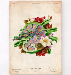 Lymphknoten - Floral - Vintage | Codex Anatomicus Discount