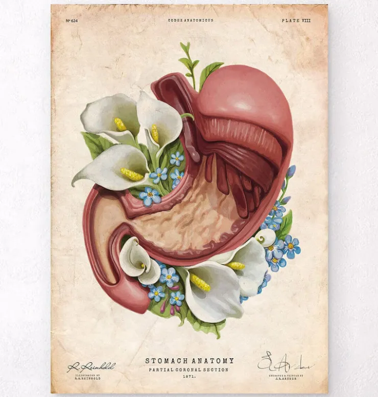 Magen Anatomie - Floral - Vintage | Codex Anatomicus Online