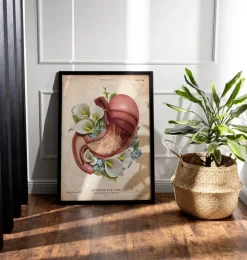 Magen Anatomie - Floral - Vintage | Codex Anatomicus Online