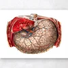 Magen Anatomie - Geometrische | Codex Anatomicus Outlet