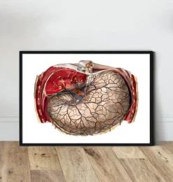 Magen Anatomie - Geometrische | Codex Anatomicus Outlet