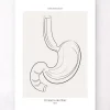 Magen Anatomie - Line-Art | Codex Anatomicus Sale