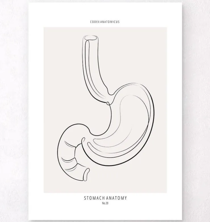 Magen Anatomie - Line-Art | Codex Anatomicus Sale