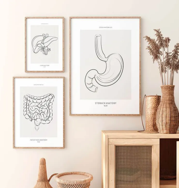 Magen Anatomie - Line-Art | Codex Anatomicus Sale