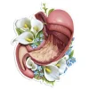 Magen Anatomie Aufkleber - Floral | Codex Anatomicus Clearance