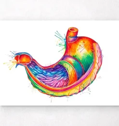 Magen Anatomie Kunst - Aquarell | Codex Anatomicus Sale