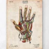 Mechanische Hand | Codex Anatomicus Discount