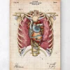 Mechanisches Herz II | Codex Anatomicus Sale