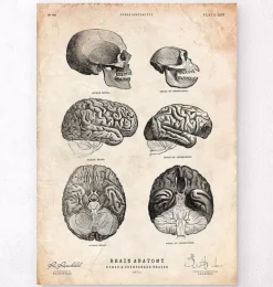 Menschen und Schimpansen Gehirnanatomie | Codex Anatomicus Discount