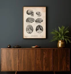 Menschen und Schimpansen Gehirnanatomie | Codex Anatomicus Discount