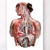 Menschliche Anatomie - Geometrisch | Codex Anatomicus Discount
