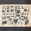 Menschliche Anatomie Kunst II | Codex Anatomicus New