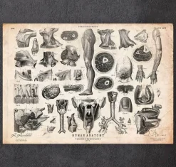 Menschliche Anatomie Kunst II | Codex Anatomicus New