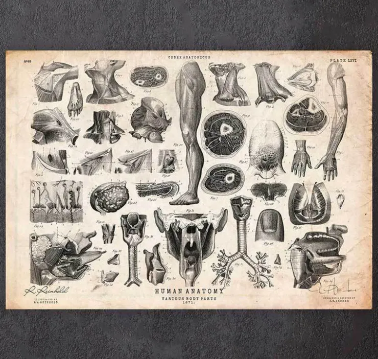 Menschliche Anatomie Kunst II | Codex Anatomicus New