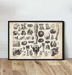 Menschliche Anatomie Kunst II | Codex Anatomicus New
