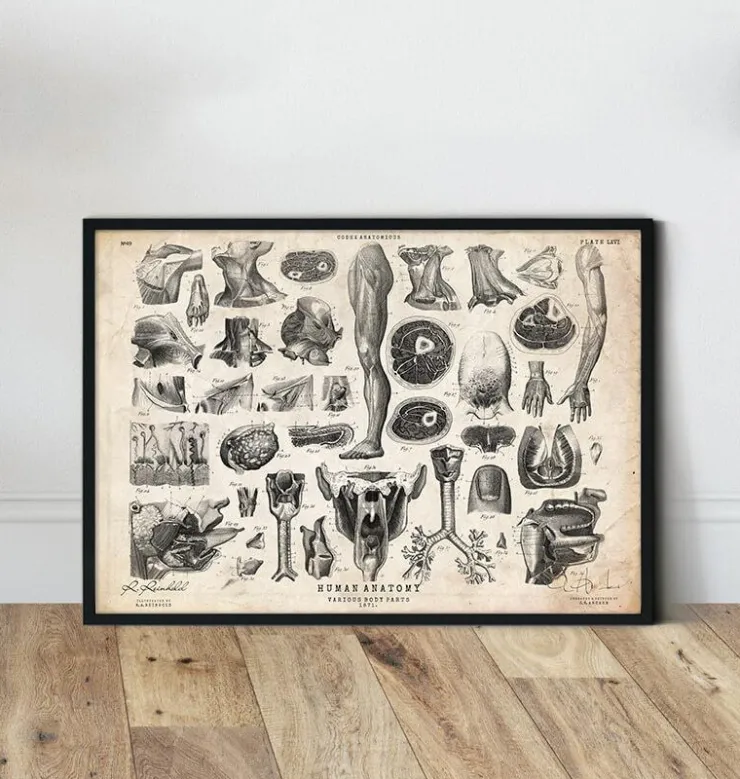 Menschliche Anatomie Kunst II | Codex Anatomicus New