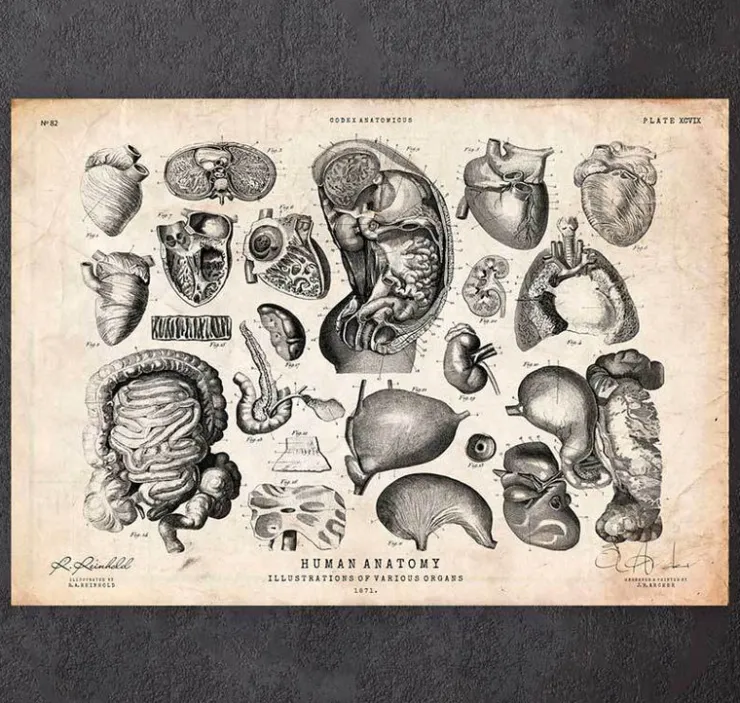 Menschliche Anatomie V | Codex Anatomicus Hot